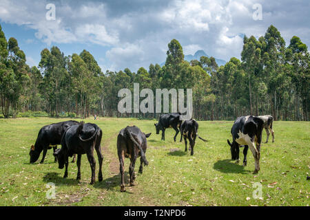 Cattle grazing in open field on edge of Eucalyptus grove, Kinigi, Rwanda Stock Photo
