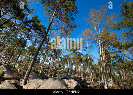 Forest of Fontainebleau, Southeast of Paris, France in spring Stock Photo