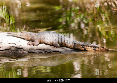 Close-up of Freshwater crocodile at Hartley's Crocodile Adventures, Captain Cook Highway, Wangetti, Queensland, Australia. Stock Photo