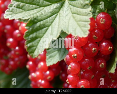 Red currants with green leaves in the ripe phase 4 Stock Photo