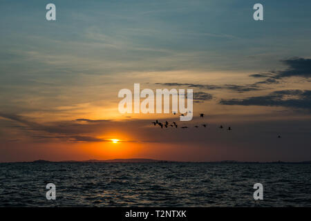 Silhouetted flock of birds flying over lake at sunset, Uganda Stock Photo