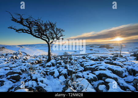 Sunset, and a lone tree standing on snow covered limestone pavement near to the village of Conistone in the Yorkshire Dales National Park, UK. Stock Photo