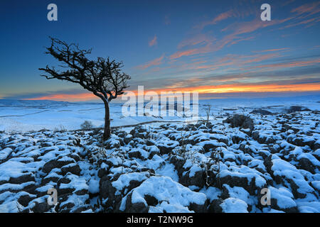 Sunset, and a lone tree standing on snow covered limestone pavement near to the village of Conistone in the Yorkshire Dales National Park, UK. Stock Photo