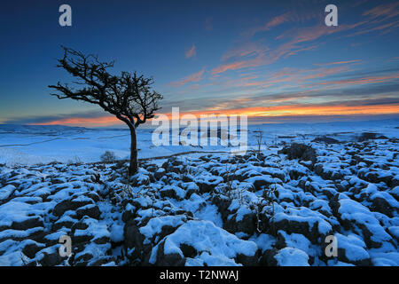 Sunset, and a lone tree standing on snow covered limestone pavement near to the village of Conistone in the Yorkshire Dales National Park, UK. Stock Photo