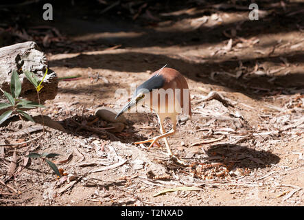 A Nankeen night heron, near a pool at Hartley's Crocodile Adventures, Captain Cook Hwy, Wangetti Beach, Queensland, Australia