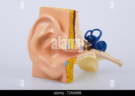 Artificial human ear model isolated on white background. Human ear. Ear model. A model of the ear for elementary science classes. Stock Photo