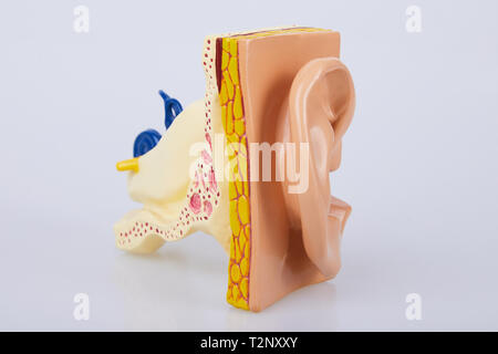 Artificial human ear model isolated on white background. Human ear. Ear model. A model of the ear for elementary science classes. Stock Photo