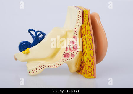 Artificial human ear model isolated on white background. Human ear. Ear model. A model of the ear for elementary science classes. Stock Photo