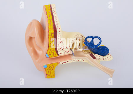 Artificial human ear model isolated on white background. Human ear. Ear model. A model of the ear for elementary science classes. Stock Photo