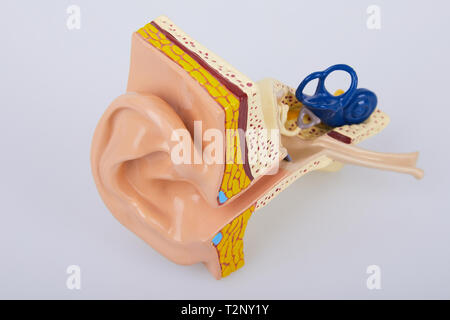 Artificial human ear model isolated on white background. Human ear. Ear model. A model of the ear for elementary science classes. Stock Photo