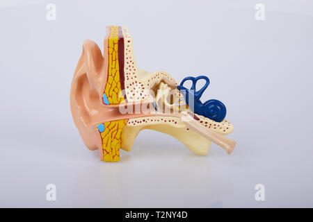 Artificial human ear model isolated on white background. Human ear. Ear model. A model of the ear for elementary science classes. Stock Photo