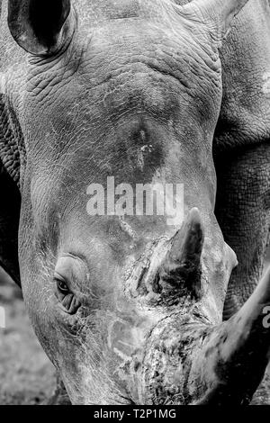 Black and white animal photography: detailed close-up front view of Southern White rhinoceros head, face (Ceratotherium simum) isolated animal grazing. Stock Photo