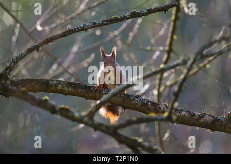 Front view of a wild UK red squirrel (Sciurus vulgaris) in winter isolated on tree branch, back lit by early morning sunlight behind. Stock Photo