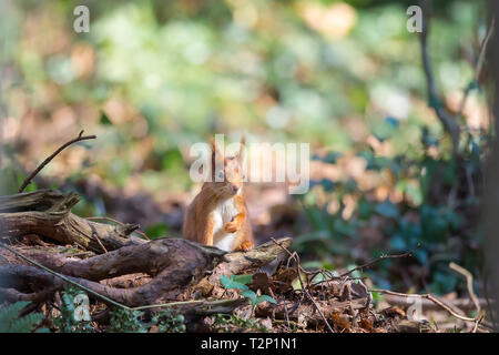 Detailed front view of wild UK red squirrel (Sciurus vulgaris) isolated on forest floor in winter sunshine. Stock Photo
