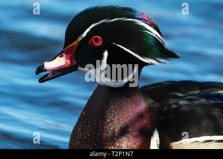 Drake American wood duck on early  spring pond Stock Photo
