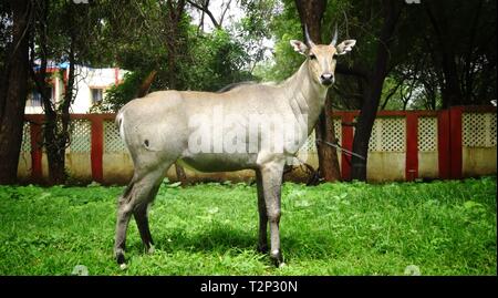Blue bull/Nilgai/Asian antelope seen in natural environment-Ahmedabad,India Stock Photo