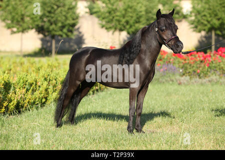 American miniature horse standing in castle garden Stock Photo