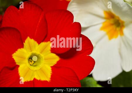 polyanthus 'Crescendo Bright Red' Stock Photo