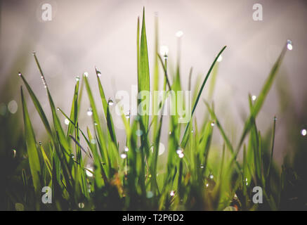 Water drops on green grass Stock Photo