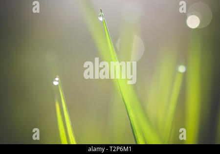 Water drops on green grass Stock Photo