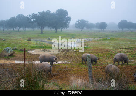 Iberian pigs in a meadow. Los Pedroches valley, Cordoba province, Andalucia, Spain. Stock Photo