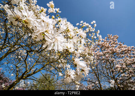 Close-up of flowering Magnolia stellata Two Stones / star magnolia showing white flowers in spring Stock Photo