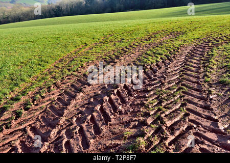 Tractor tire tread tracks in soft soil in agricultural field Stock Photo