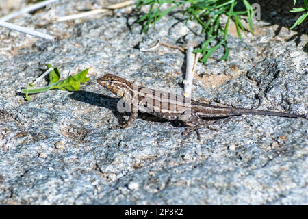 Common side-blotched lizard (Uta stansburiana) sitting on a rock, Anza-Borrego Desert State Park, California Stock Photo