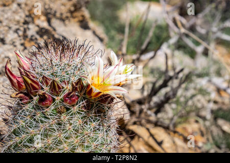 Mammillaria dioica (also called the strawberry cactus, California