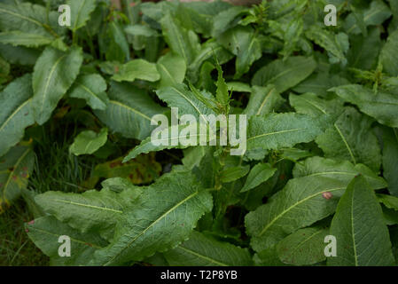 Rumex crispus fresh foliage Stock Photo