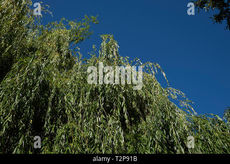 Salix babylonica fresh foliage Stock Photo