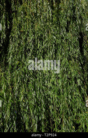 Salix babylonica fresh foliage Stock Photo