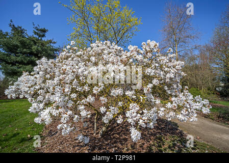 Flowering Magnolia stellata Maxim / Magnolia stellata Kikuzaki / star magnolia showing white flowers in spring in park Stock Photo