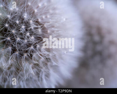 I really like to observe dews left on the flowers in the morning, they make the flower more vivid than usual. Stock Photo