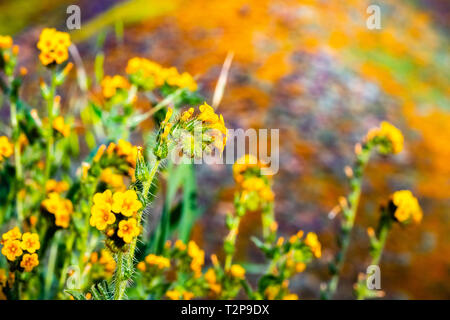 Close up of Fiddleneck (Amsinckia tesselata) wildflowers blooming on the hills of Walker Canyon, Lake Elsinore, California Stock Photo
