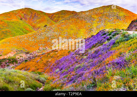 Landscape in Walker Canyon during the superbloom, California poppies covering the mountain valleys and ridges, Lake Elsinore, south California Stock Photo