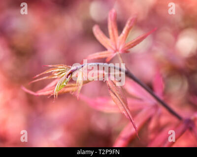 Japanese maple that I shoot in Fort Worth Botanic garden, a very nice to visit in all seasons. Stock Photo