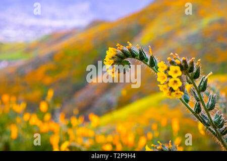 Close up of Fiddleneck (Amsinckia tesselata) wildflowers blooming on the hills of Walker Canyon, Lake Elsinore, California Stock Photo