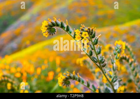 Close up of Fiddleneck (Amsinckia tesselata) wildflowers blooming on the hills of Walker Canyon, Lake Elsinore, California Stock Photo