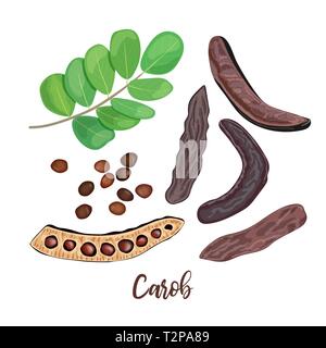 Ripe Carob sweet pods, leaves, seeds and carob powder on the white background. vector illustration. for food decoration, bakery, organic healthy food, Stock Vector