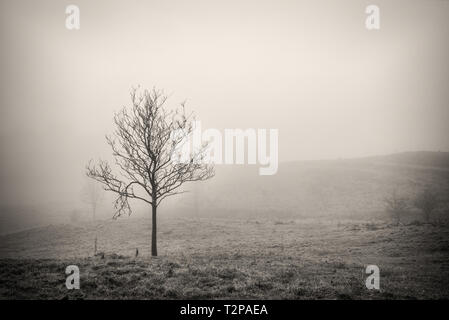 Silver birch tree amongst the mist on the lake district in cumbria Stock Photo