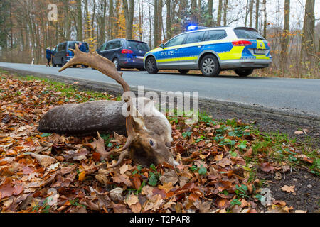 Roadkill fallow deer (Dama dama) stag killed by traffic after collision with car while crossing busy road Stock Photo