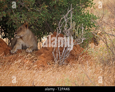 2 stealthy adult lionesses (Panthera leo) hiding in thick bush on red earth termite mound, in the Galana Conservancy, Kenya, Africa Stock Photo