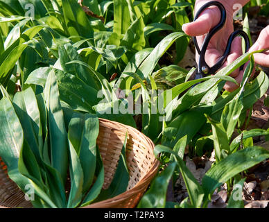 Close-up view of female hands tearing green leaves of bear garlic in forest on sunny spring day with blurred background. Stock Photo