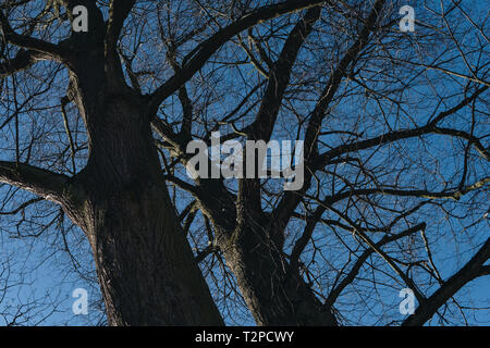 detail of old oak tree over blue sky without leaves during winter season Stock Photo