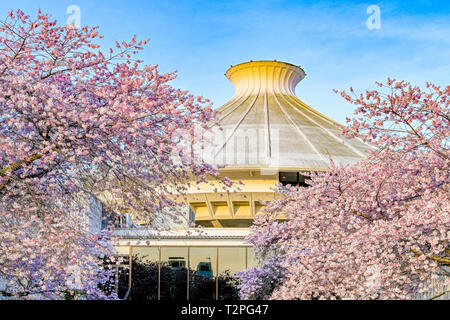 Cherry trees in bloom at Museum of Vancouver, Vanier Park, Kitsilano, Vancouver, British Columbia, Canada Stock Photo