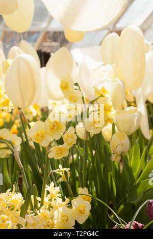 Mount Holyoke College spring bulb show in South Hadley, Massachusetts. Stock Photo