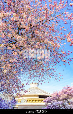 Cherry trees in bloom at Vancouver Museum, Vanier Park, Kitsilano, Vancouver, British Columbia, Canada Stock Photo