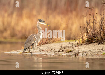 Great Blue Heron (Ardea herodias) in Pacific Northwest Stock Photo