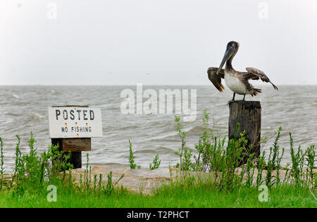 A brown pelican inspects a “No Fishing” sign as waves from Heron Bay lap alongside Dauphin Island Parkway, June 22, 2017, in Coden, Alabama. Stock Photo